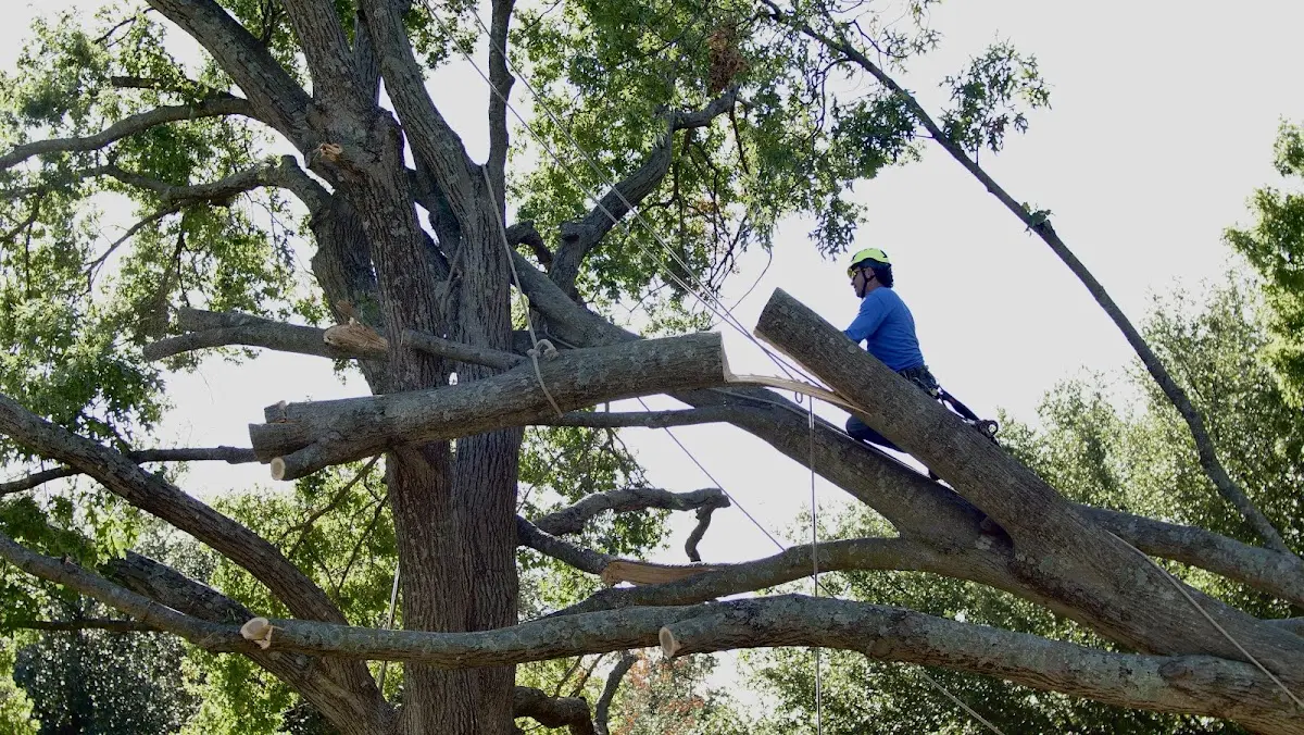 Professional Crown Thinning performed by certified arborists in Barre